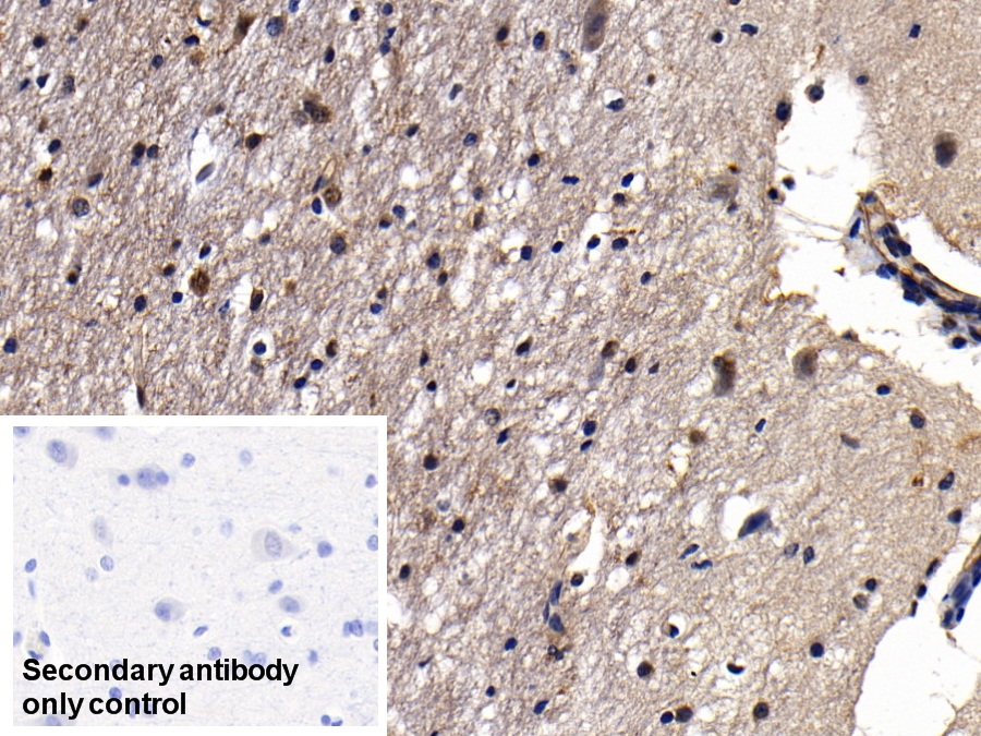 Polyclonal Antibody to Annexin A2 (ANXA2)