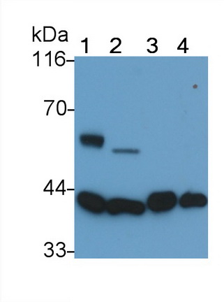 Polyclonal Antibody to Annexin A2 (ANXA2)