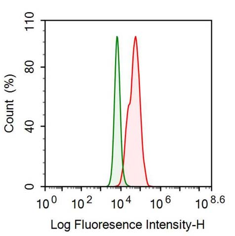 Polyclonal Antibody to Annexin A2 (ANXA2)