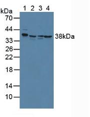 Polyclonal Antibody to Annexin A2 (ANXA2)