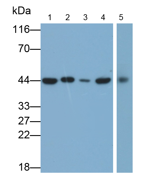 Polyclonal Antibody to Tar DNA Binding Protein 43kDa (TDP43)