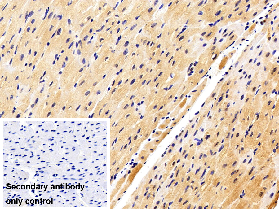 Polyclonal Antibody to Superoxide Dismutase 1 (SOD1)