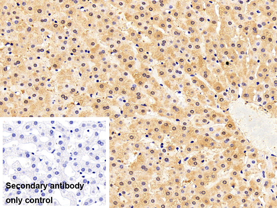 Polyclonal Antibody to Superoxide Dismutase 1 (SOD1)