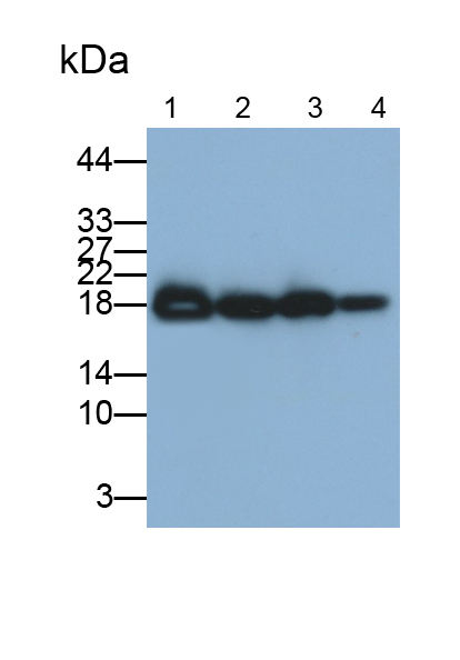 Polyclonal Antibody to Superoxide Dismutase 1 (SOD1)