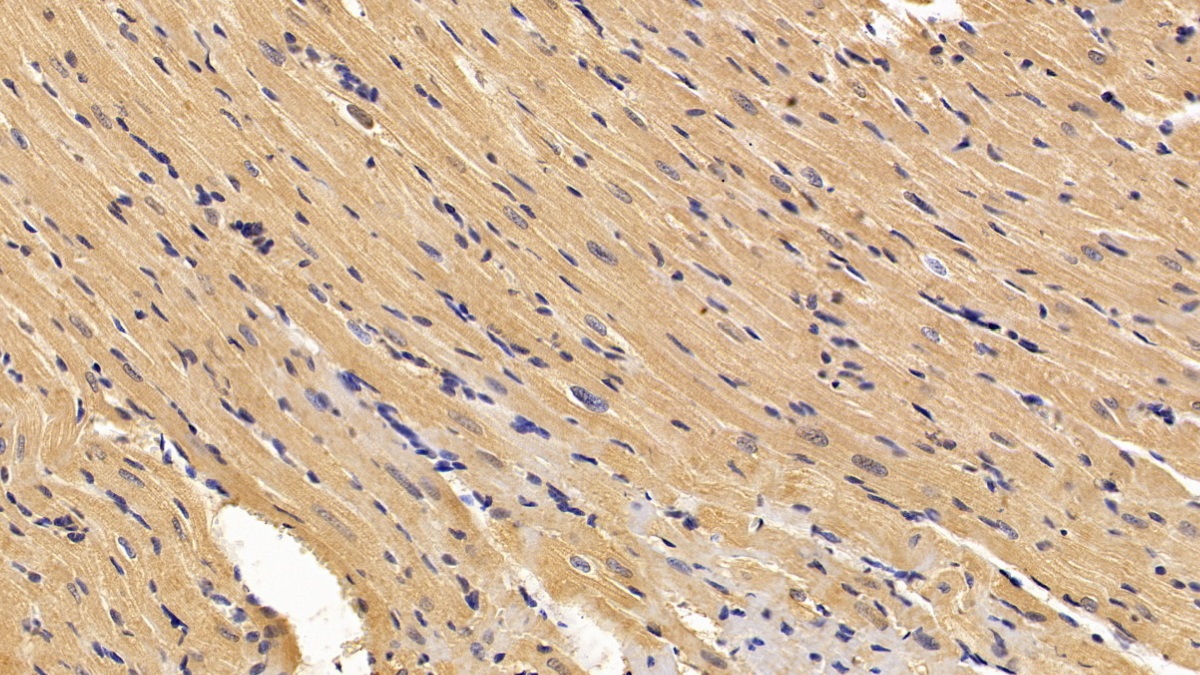Polyclonal Antibody to Superoxide Dismutase 1 (SOD1)