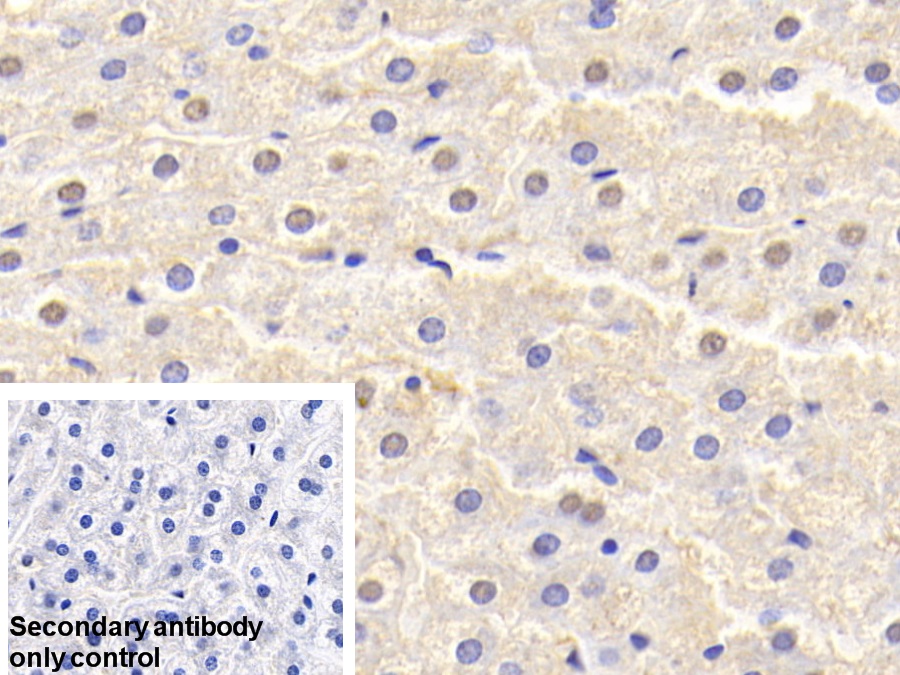 Polyclonal Antibody to Superoxide Dismutase 1 (SOD1)