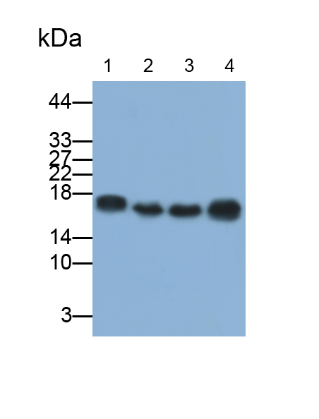 Polyclonal Antibody to Superoxide Dismutase 1 (SOD1)