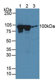 Polyclonal Antibody to Dynamin 1 (DNM1)