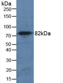 Polyclonal Antibody to Calpain 1 (CAPN1)