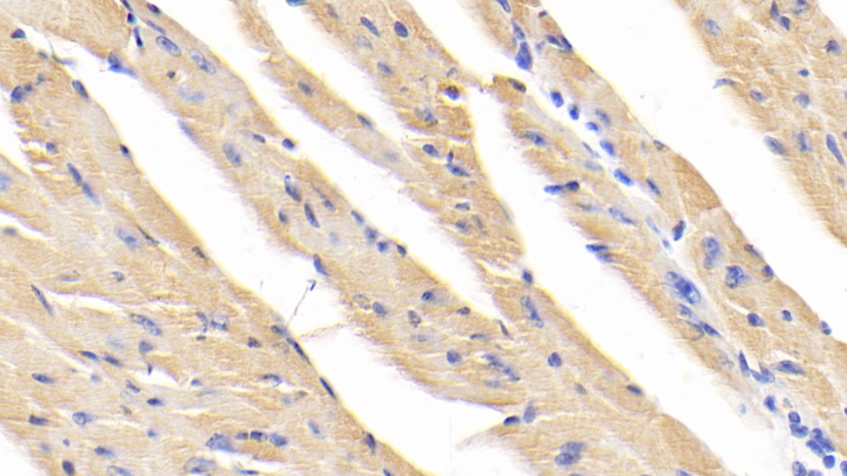 Polyclonal Antibody to Calpain 1 (CAPN1)