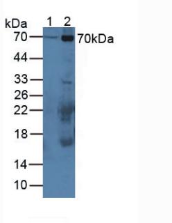 Polyclonal Antibody to Calpain 1 (CAPN1)