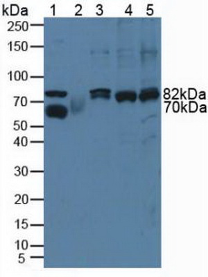 Polyclonal Antibody to Calpain 1 (CAPN1)