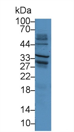 Polyclonal Antibody to Syndecan 1 (SDC1)