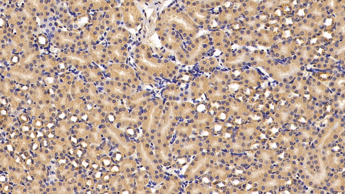 Polyclonal Antibody to Apolipoprotein A4 (APOA4)