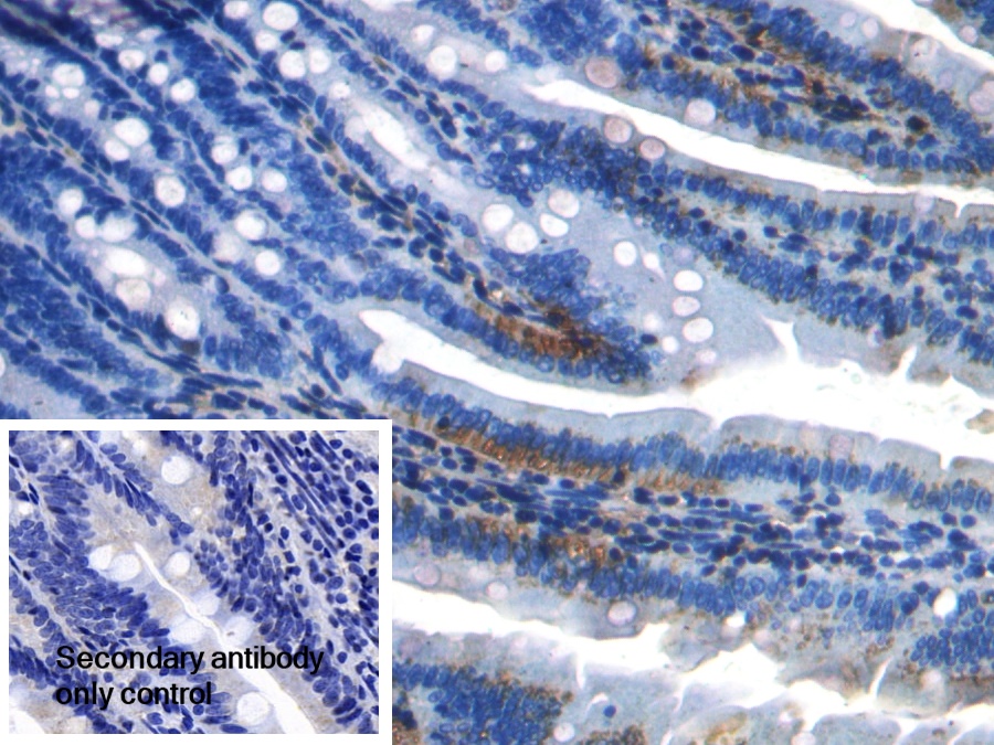 Polyclonal Antibody to Apolipoprotein A4 (APOA4)