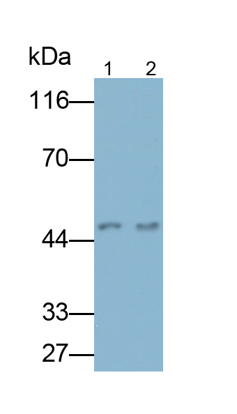 Polyclonal Antibody to Pigment Epithelium Derived Factor (PEDF)