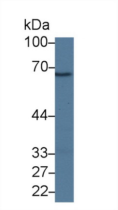 Polyclonal Antibody to Complement Factor I (CFI)