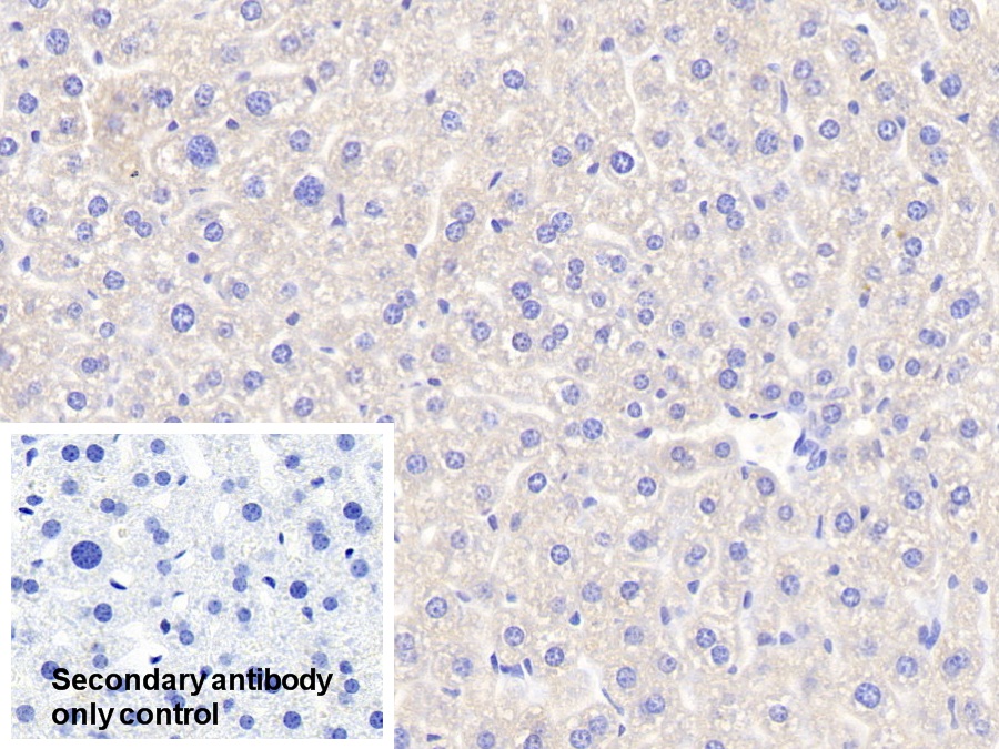 Polyclonal Antibody to Apolipoprotein A5 (APOA5)