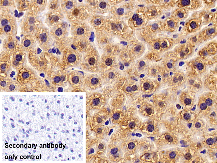 Polyclonal Antibody to Apolipoprotein A5 (APOA5)