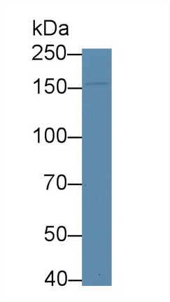 Polyclonal Antibody to Apolipoprotein B (APOB)