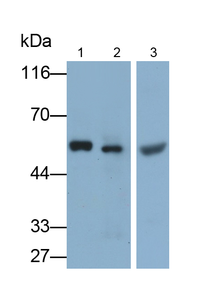 Polyclonal Antibody to Complement Factor B (CFB)