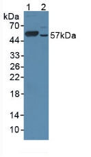 Polyclonal Antibody to Cytochrome P450 17A1 (CYP17A1)