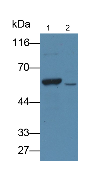 Polyclonal Antibody to Cytochrome P450 17A1 (CYP17A1)