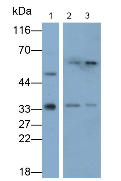 Polyclonal Antibody to Growth Differentiation Factor 15 (GDF15)