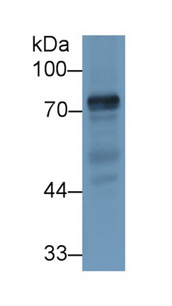 Polyclonal Antibody to Transferrin (TF)