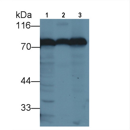 Polyclonal Antibody to Transferrin (TF)