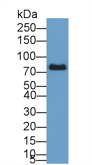 Polyclonal Antibody to Transferrin (TF)