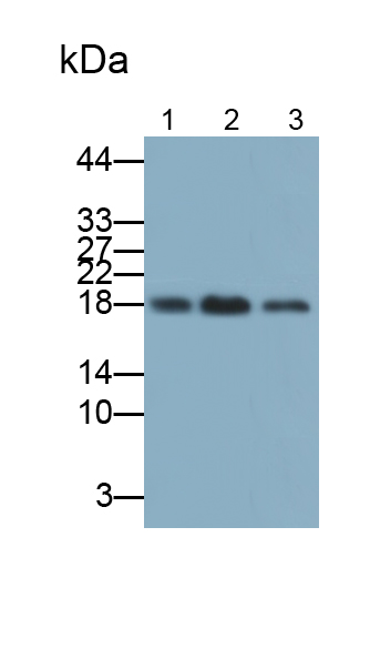 Polyclonal Antibody to Survivin (Surv)