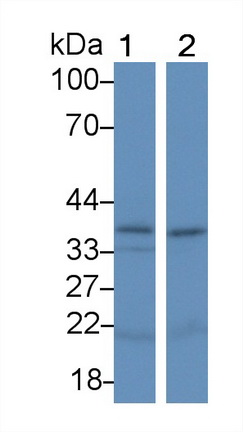 Polyclonal Antibody to Interleukin 24 (IL24)