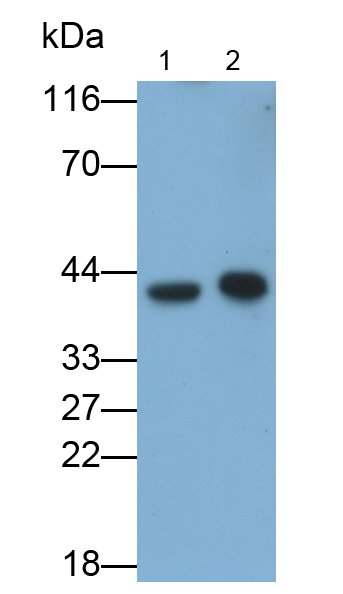 Polyclonal Antibody to Major Histocompatibility Complex Class I C (MHCC)