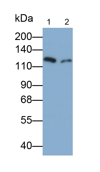 Polyclonal Antibody to Integrin Alpha 10 (ITGa10)