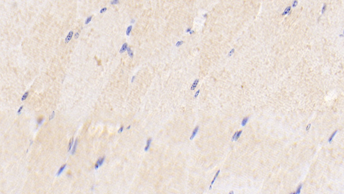 Polyclonal Antibody to Bone Morphogenetic Protein 3 (BMP3)