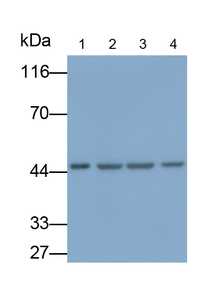 Polyclonal Antibody to Bone Morphogenetic Protein 10 (BMP10)