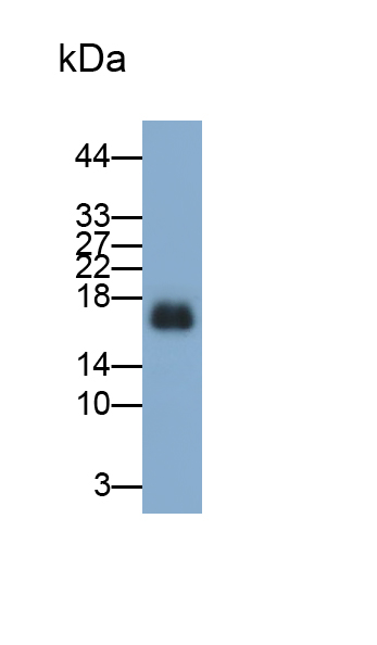 Polyclonal Antibody to Gremlin 1 (GREM1)