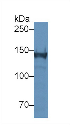 Polyclonal Antibody to Collagen Type VI Alpha 1 (COL6a1)