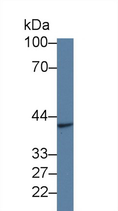 Polyclonal Antibody to Glial Cell Line Derived Neurotrophic Factor Receptor Alpha 2 (GFRa2)