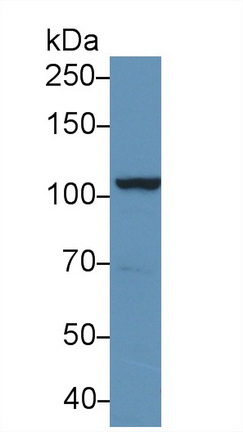 Polyclonal Antibody to Sorting Nexin 13 (SNX13)