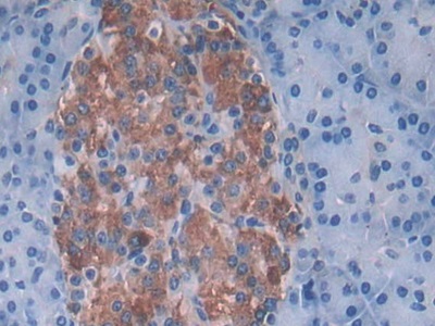 Polyclonal Antibody to Sorting Nexin 13 (SNX13)