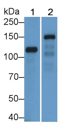 Polyclonal Antibody to Desmoglein 2 (DSG2)