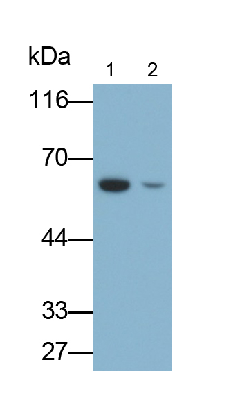 Polyclonal Antibody to Histone Deacetylase 2 (HDAC2)