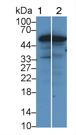 Polyclonal Antibody to Occludin (OCLN)