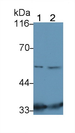 Polyclonal Antibody to Protein Kinase B Alpha (PKBa)