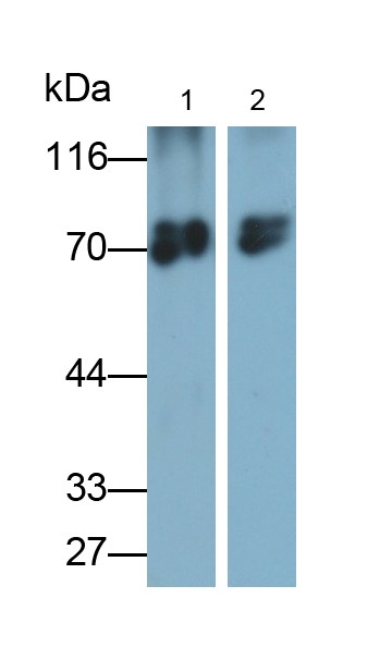 Polyclonal Antibody to Cortactin (CTTN)