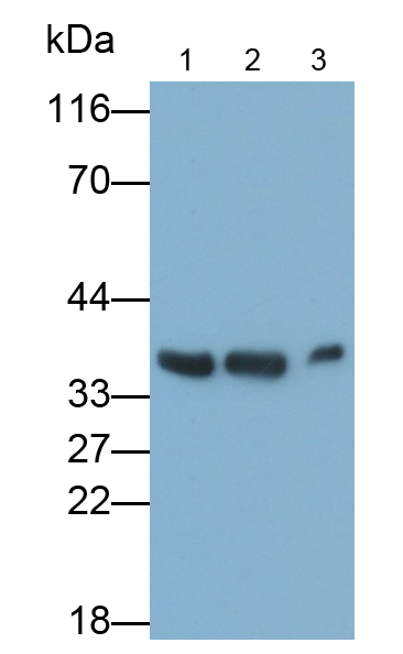 Polyclonal Antibody to Heterogeneous Nuclear Ribonucleoprotein A1 (HNRNPA1)