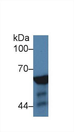 Polyclonal Antibody to Nucleoporin 62 (NUP62)