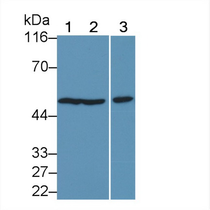 Polyclonal Antibody to Fusion (FUS)